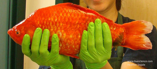 Goldfish can grow up to 18in