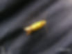 Agapeta zoegana