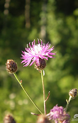 Spotted Knapweed Flower