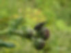 Larinus planus