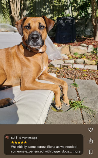 Reactive dog, dog Leash walking, dog anxiety