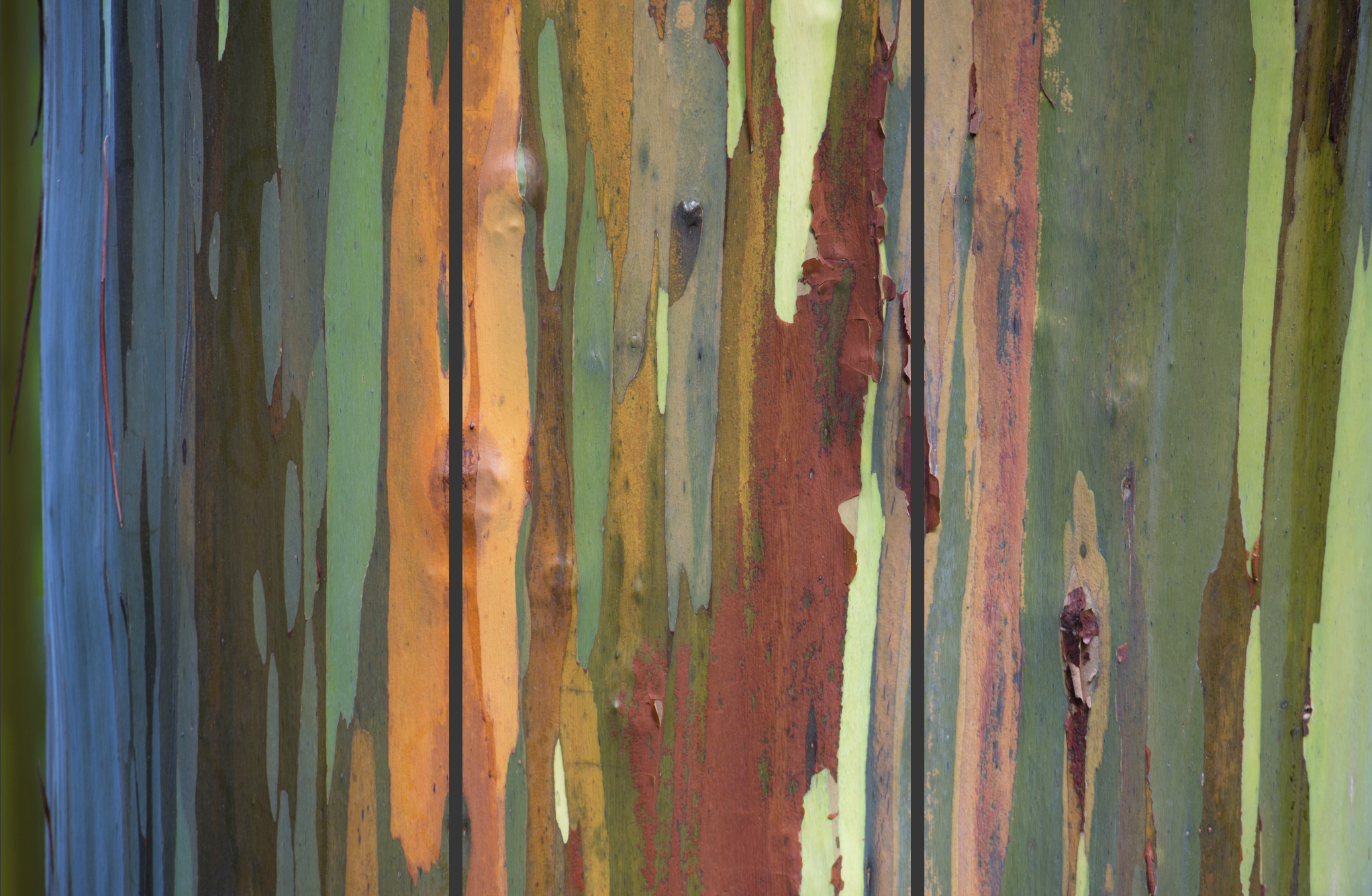 Painted Woods Triptych