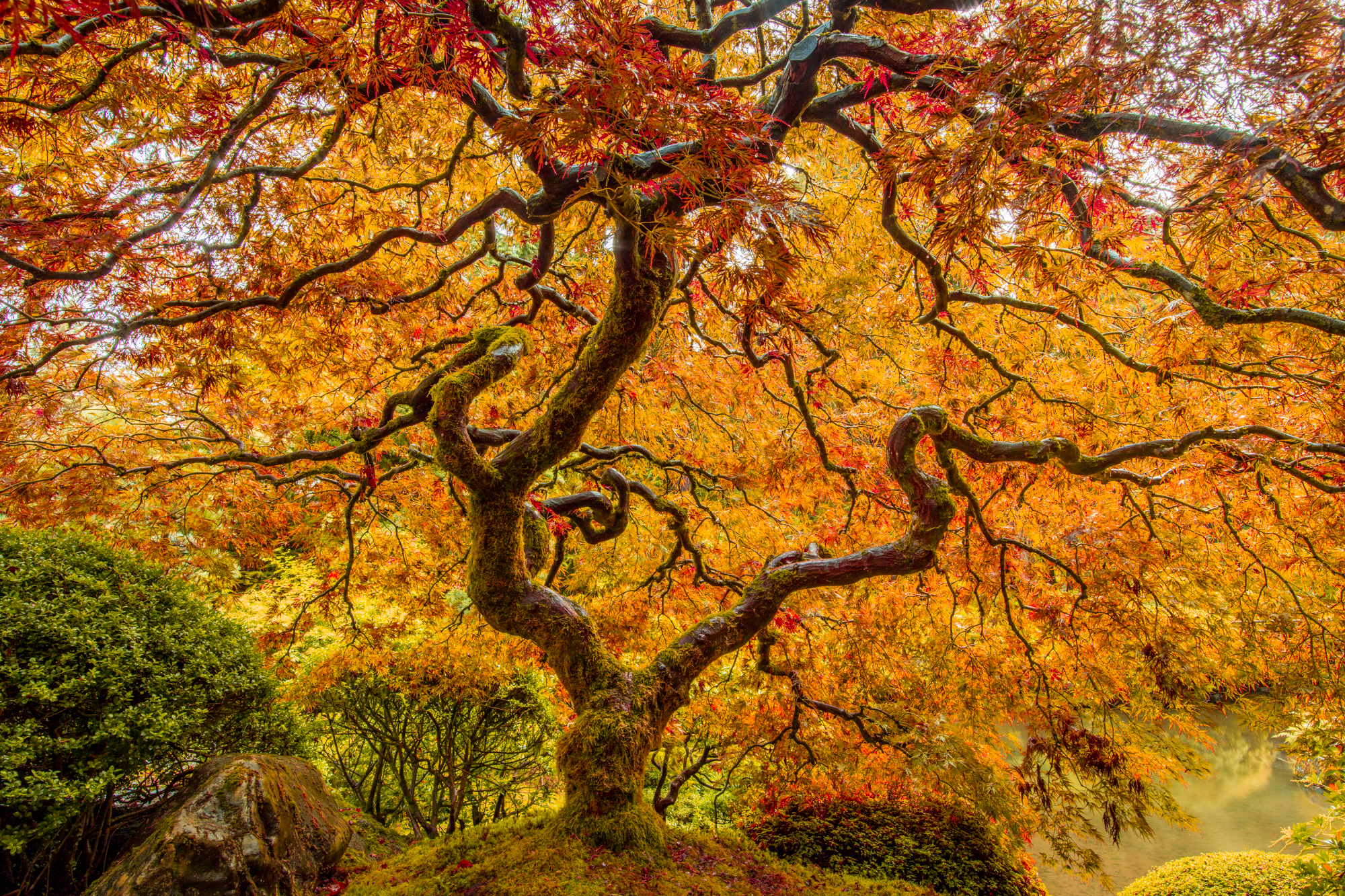 Japanese Maple