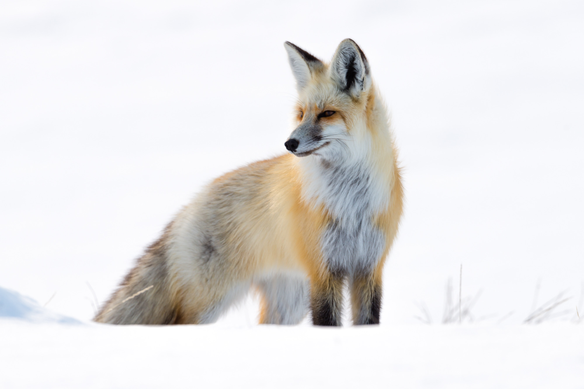 Winter Walker