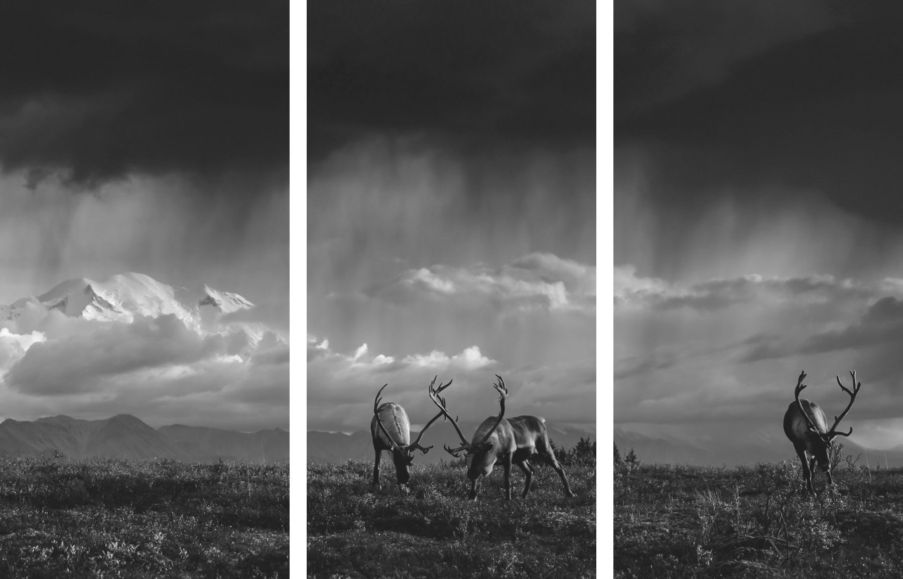 Tundra Thunder B&W Triptych