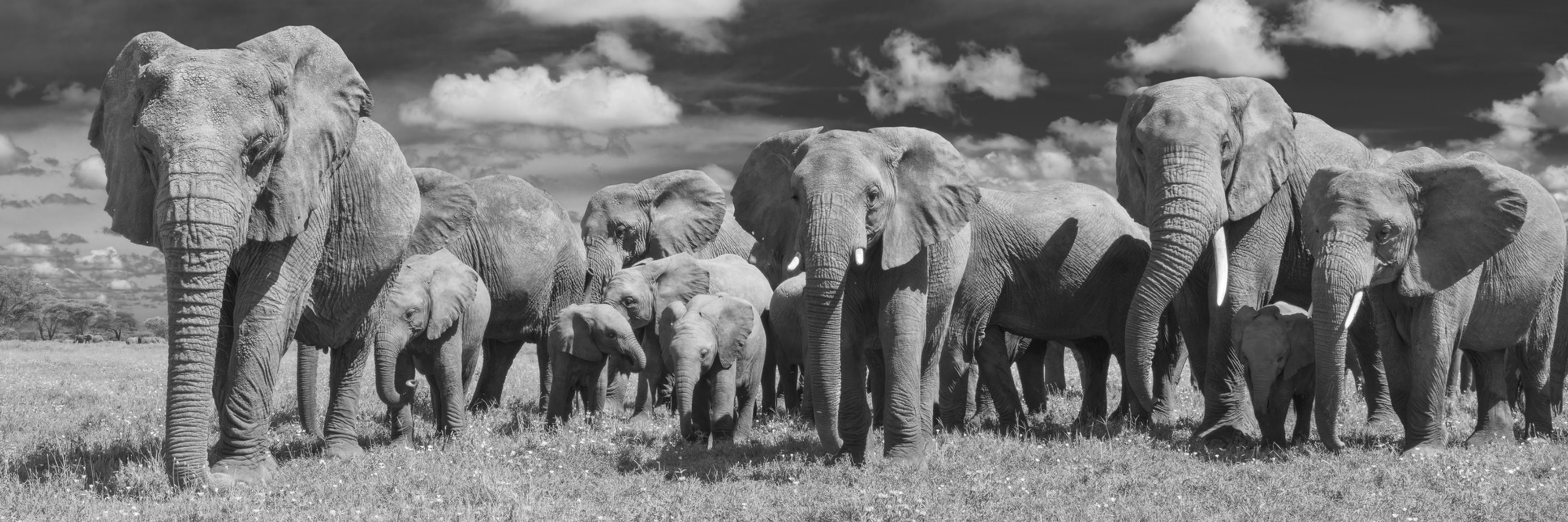 Generations Black & White