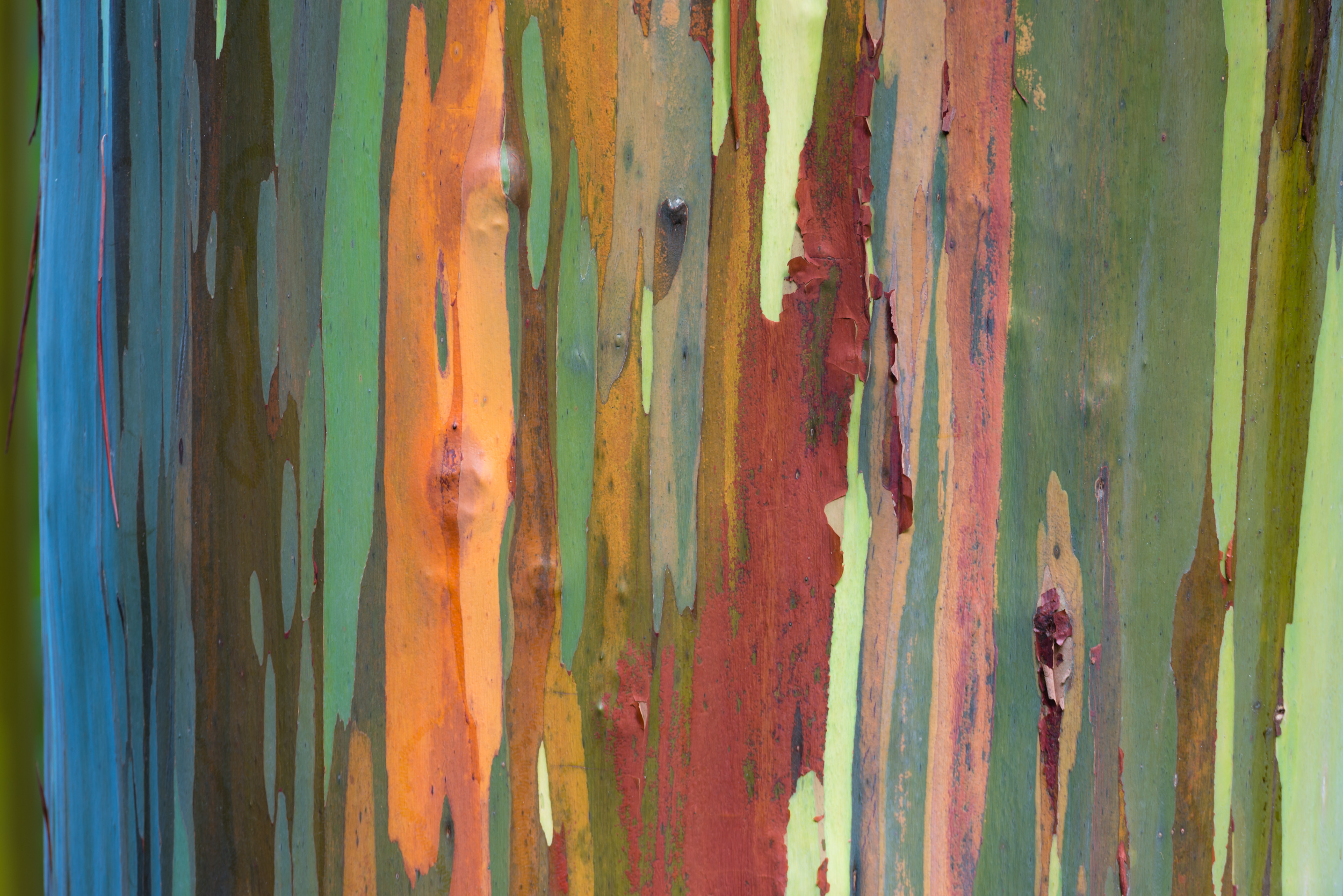 Painted Woods Full Image (14x20, 20x30,