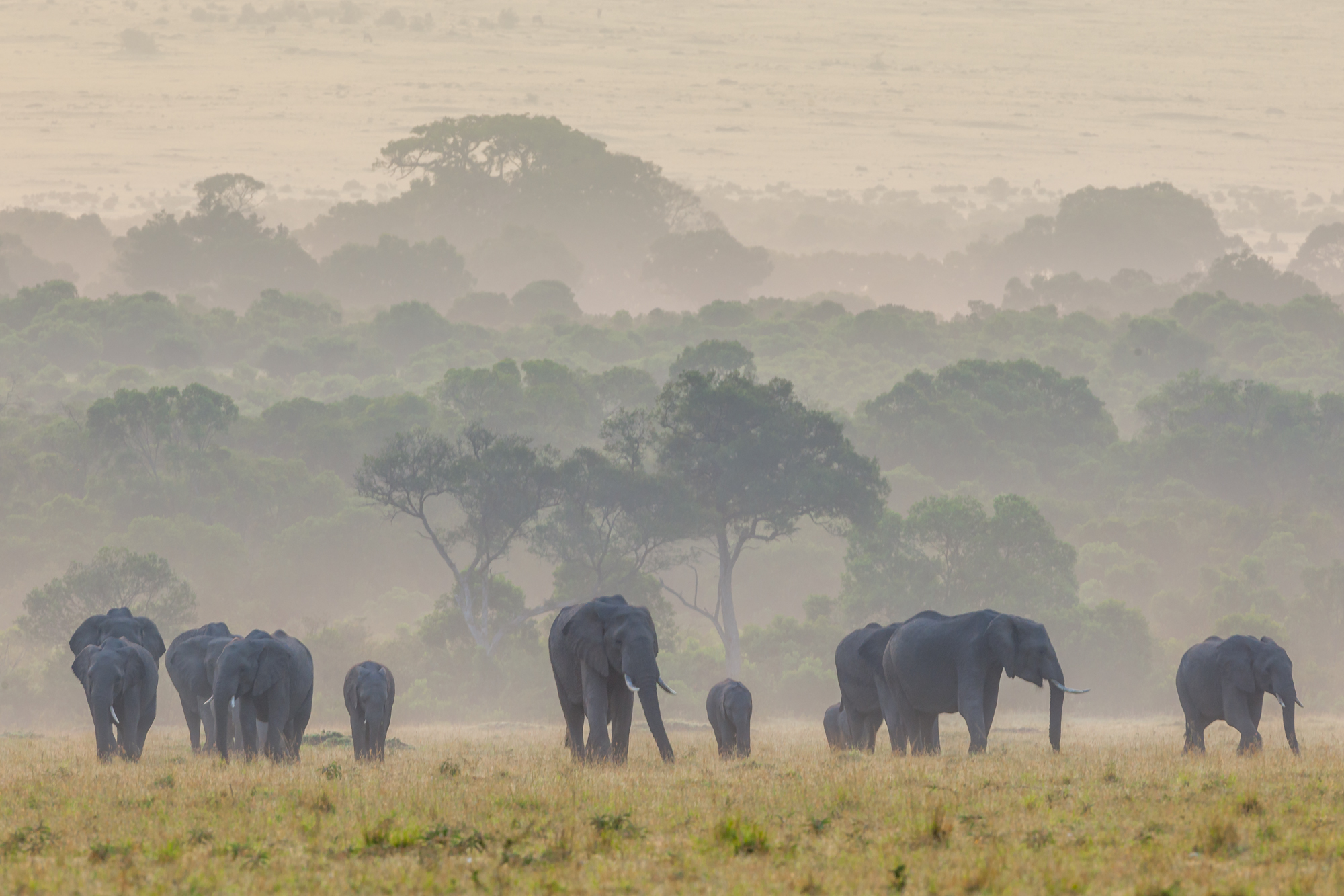 Daybreak on the Mara