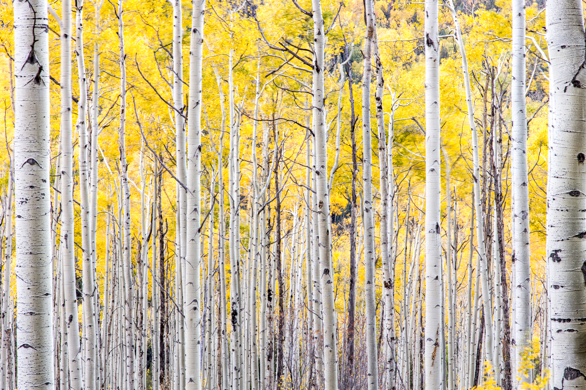 Aspen