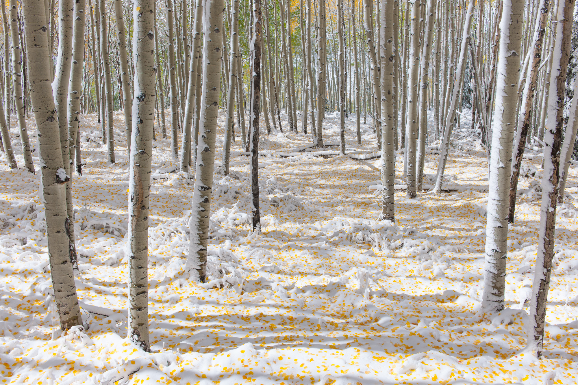 Yellow Brick Road