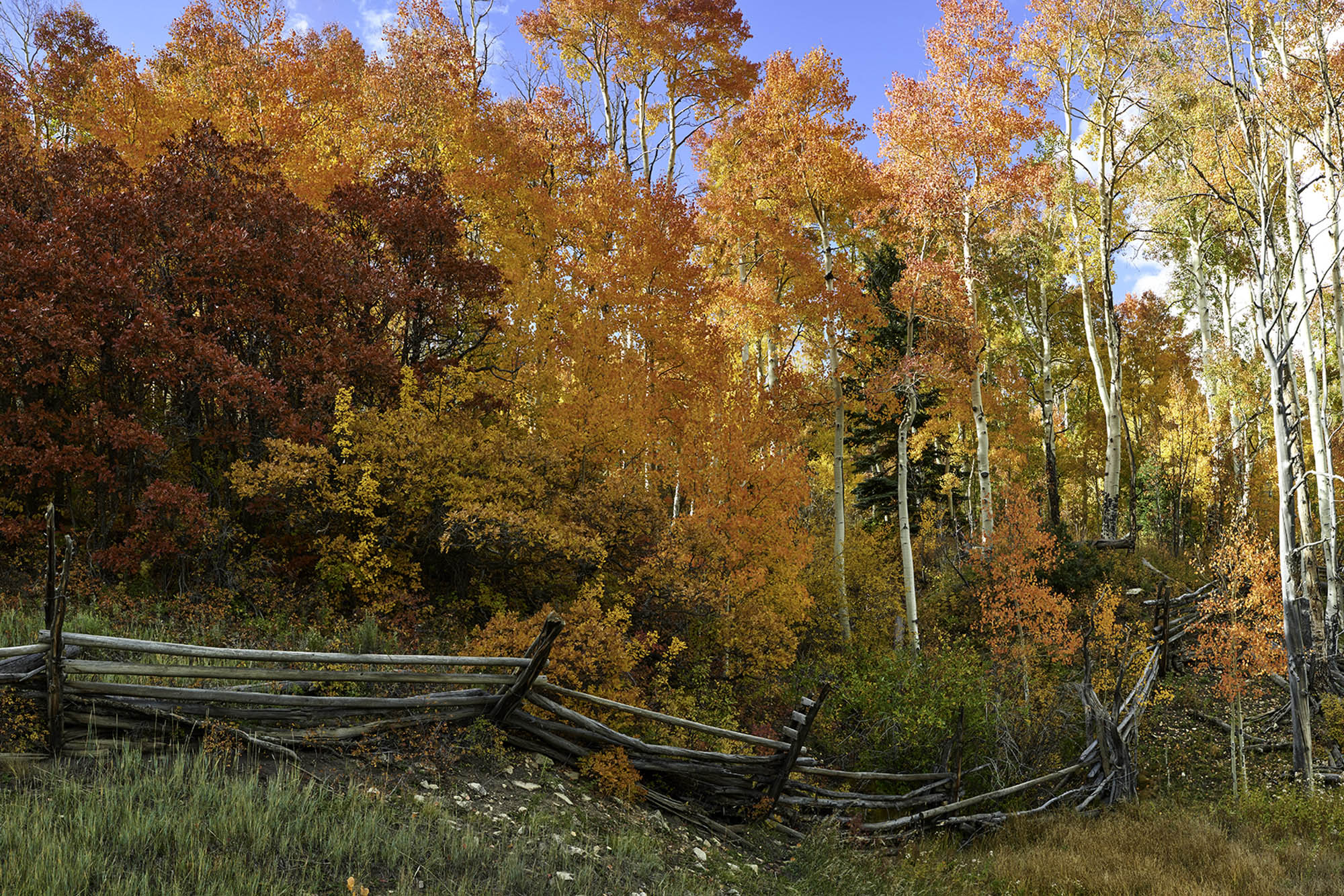 Autumn Fences