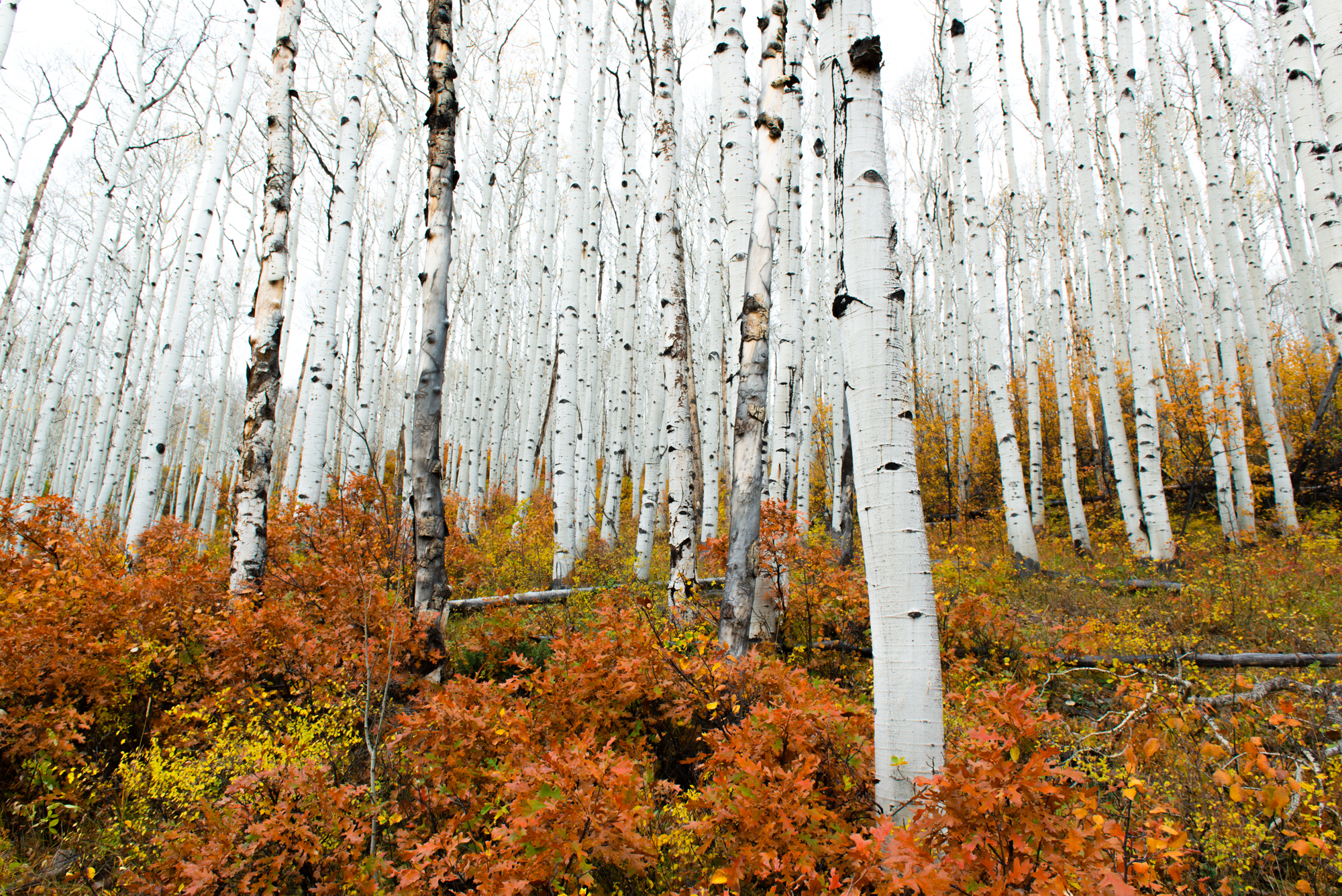 Aspens and Oaks