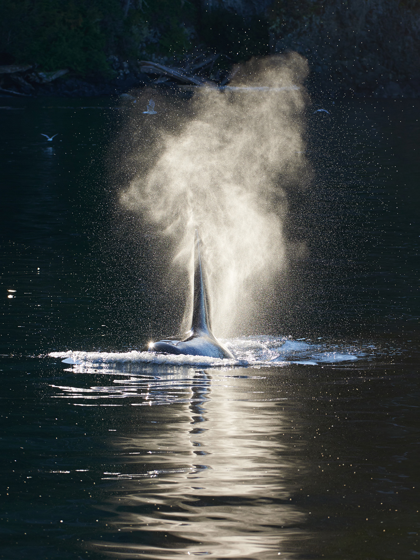 Orca Mist