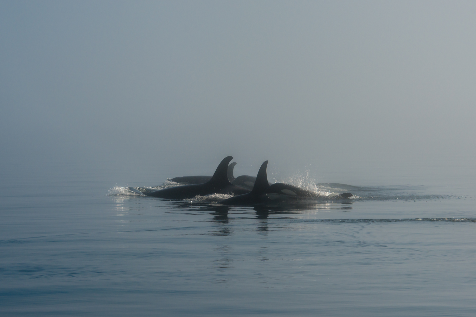 Blackfish