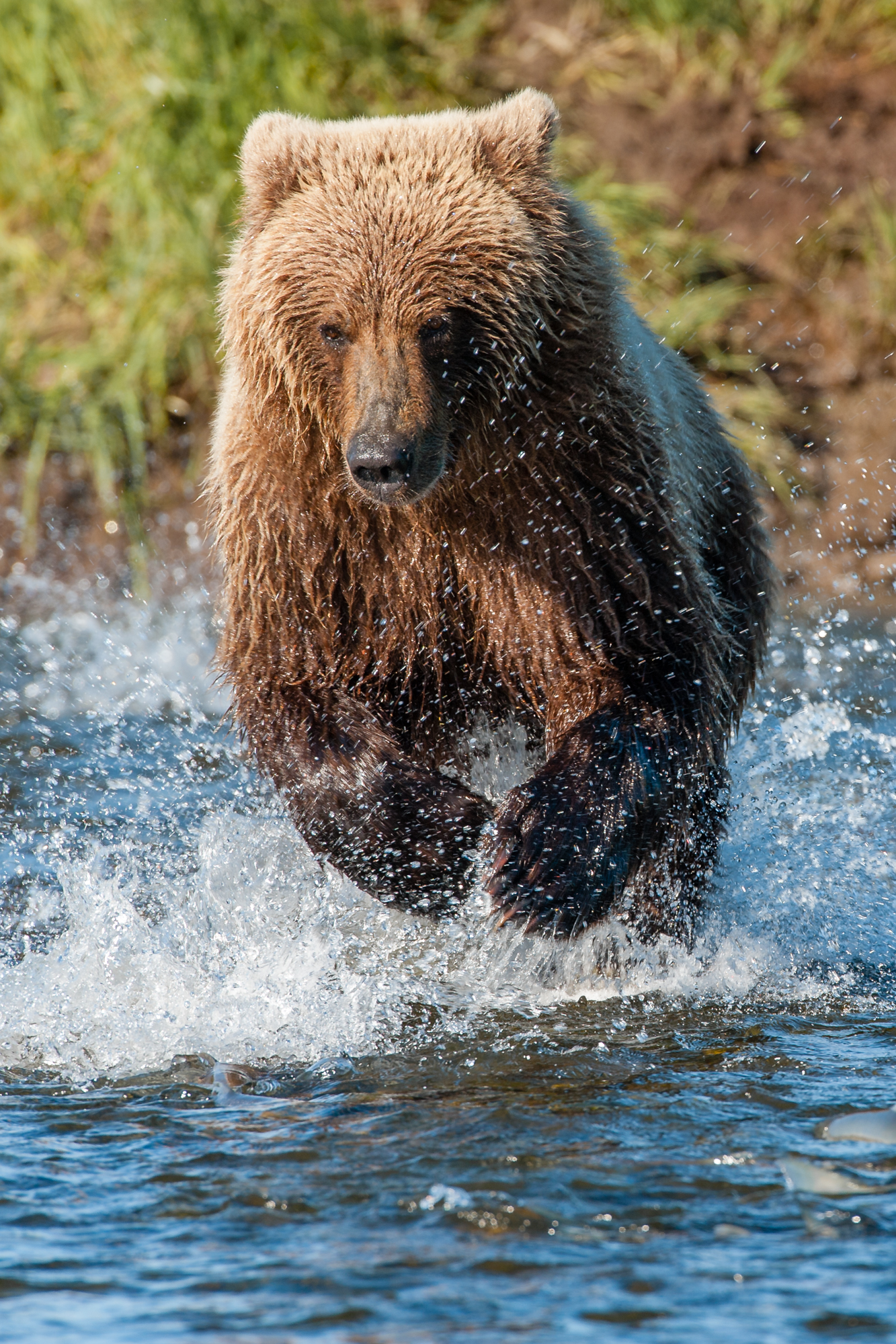 Salmon Chase