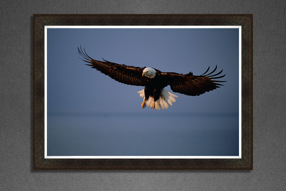 Thumbnail: Eagle Landing