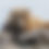Thumbnail: Coastal Drifter