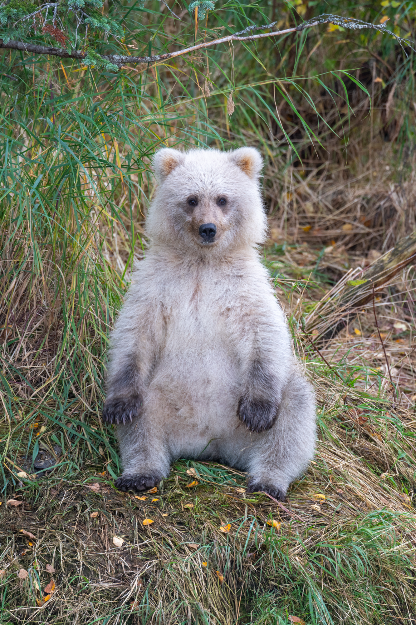 Teddy