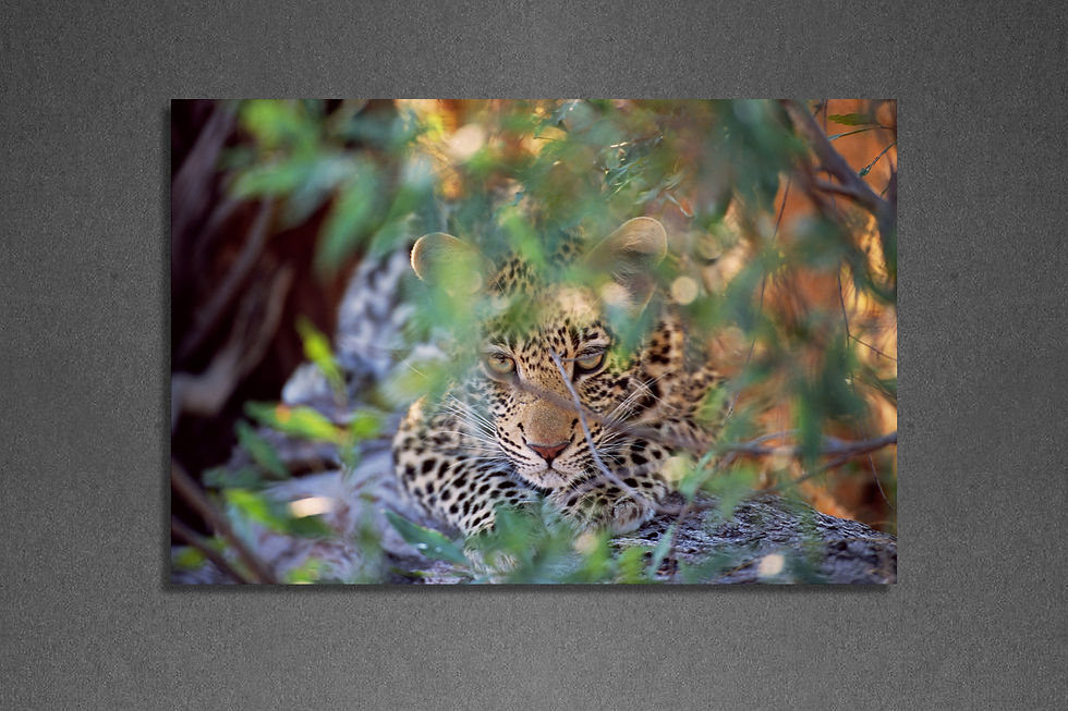 Thumbnail: Leopard Hideout