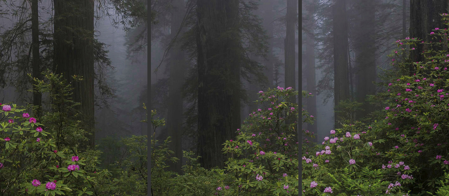 Springtime in the Redwoods Triptych