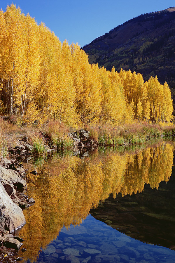 Aspen Reflections