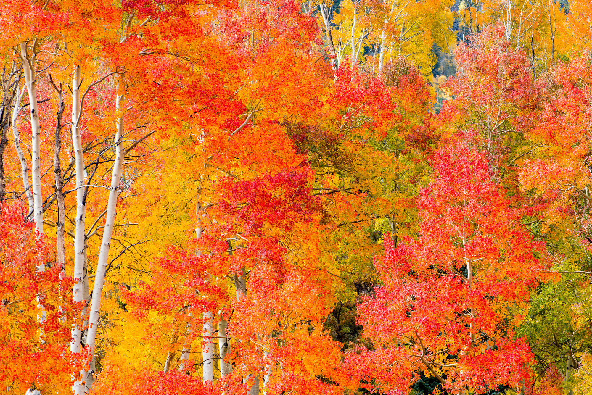 Autumn's Apex