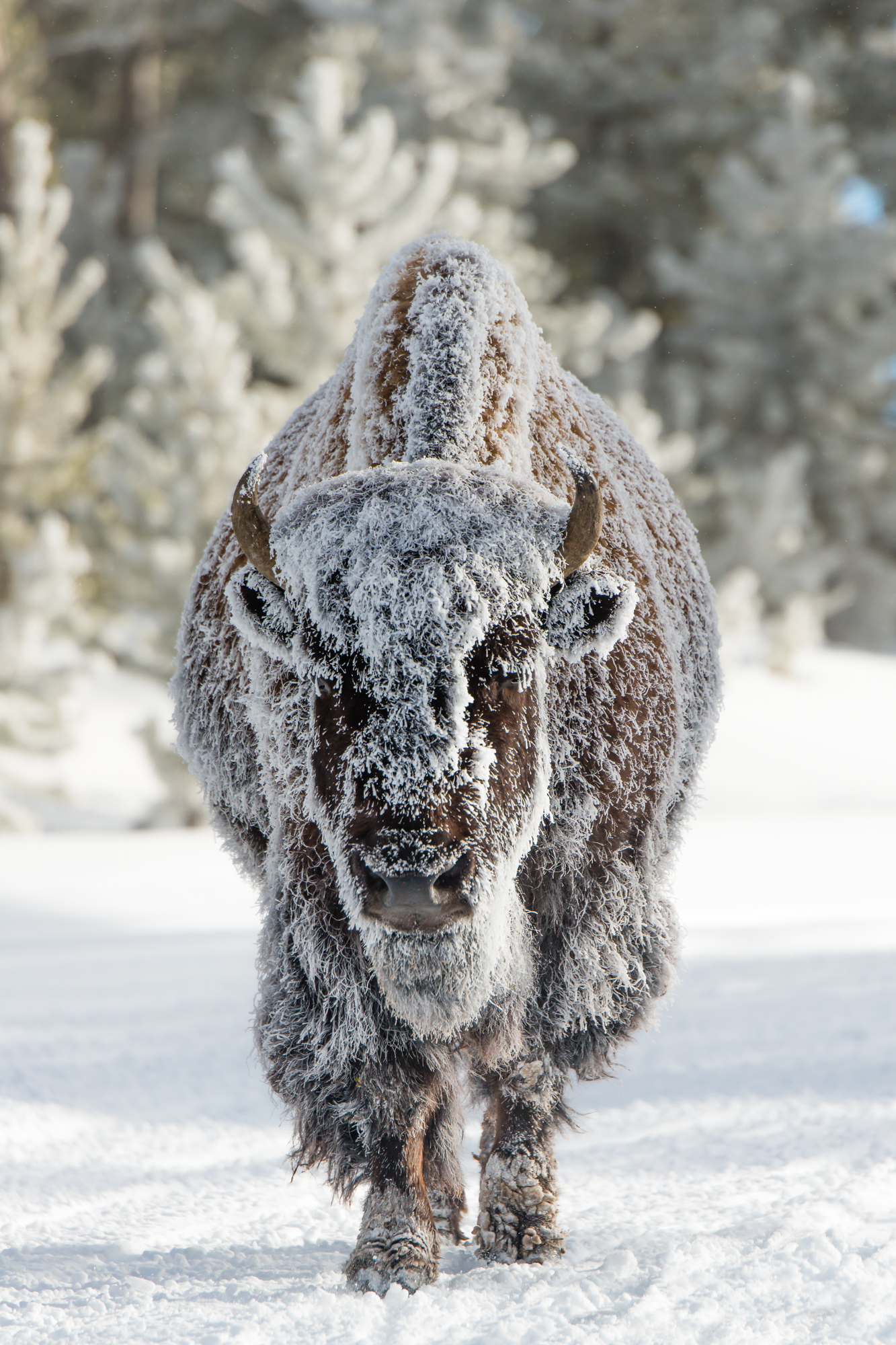 Frosty Bison