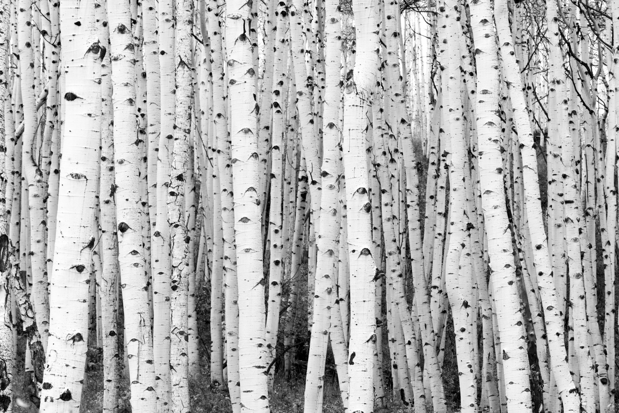 Woodland