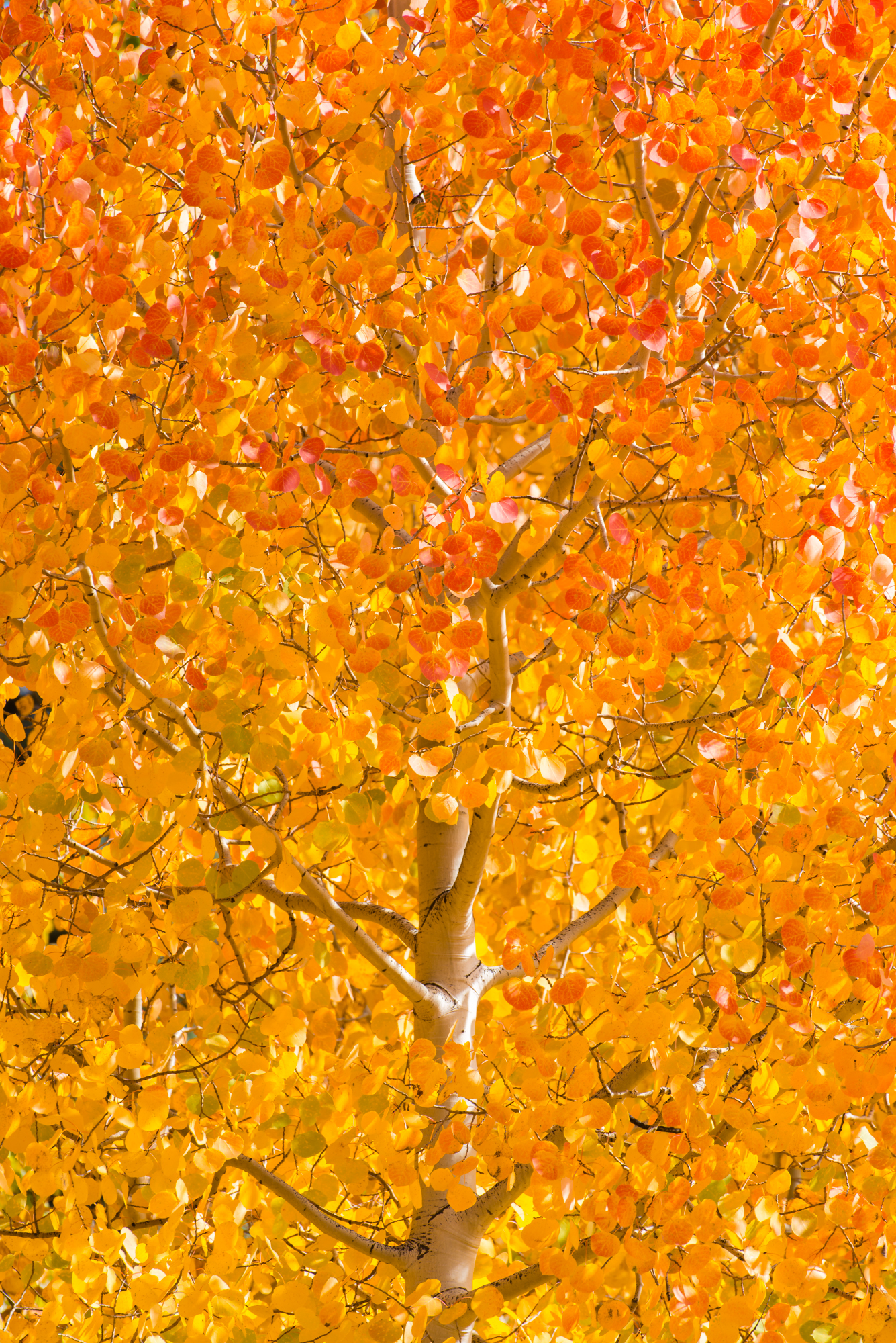 Qauking Aspens