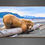 Thumbnail: Beach Bum 3x2