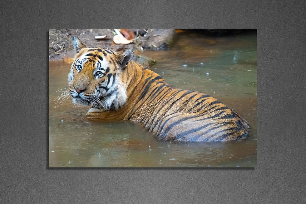 Thumbnail: Bandhavgarh Rains