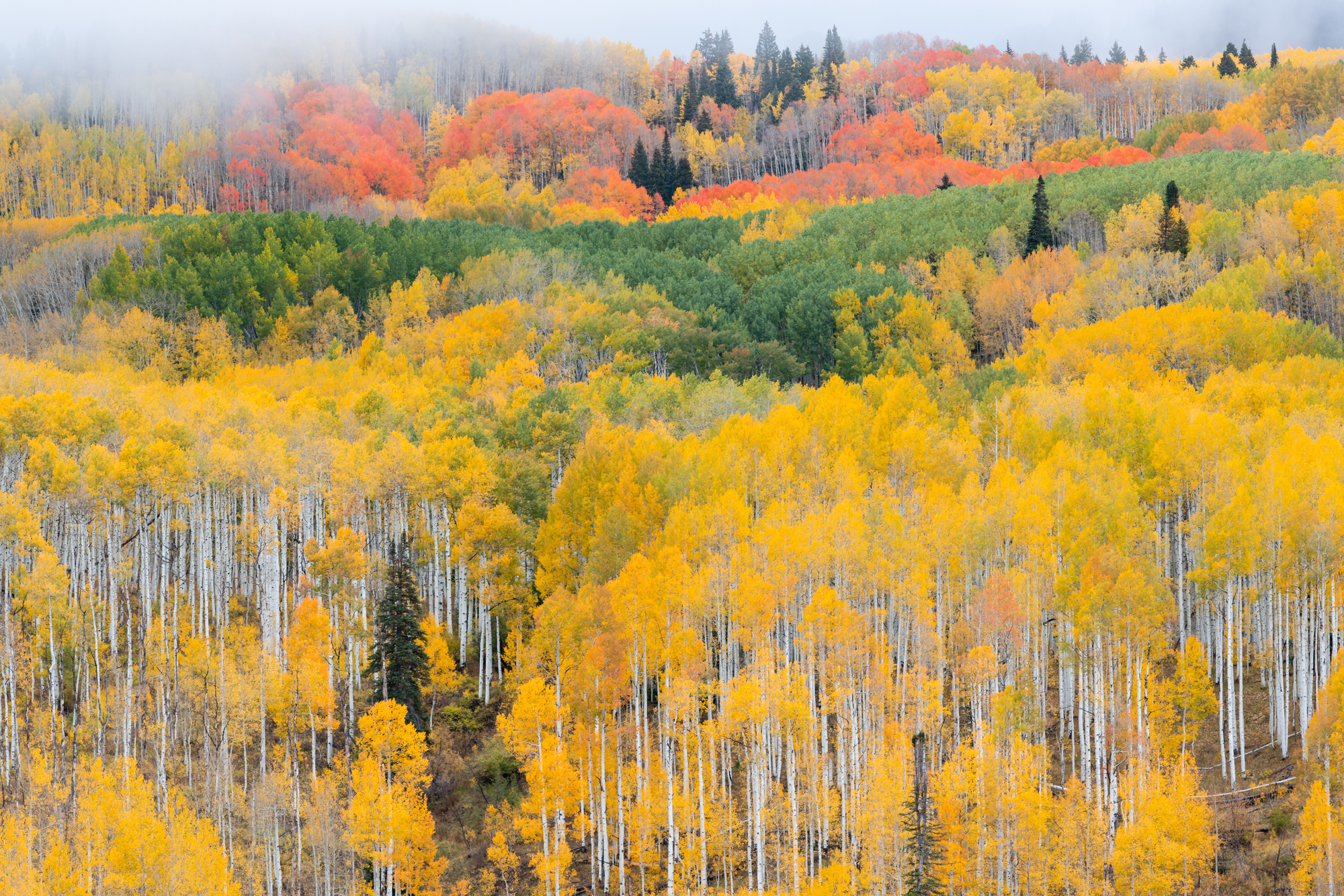 Aspen Hillside