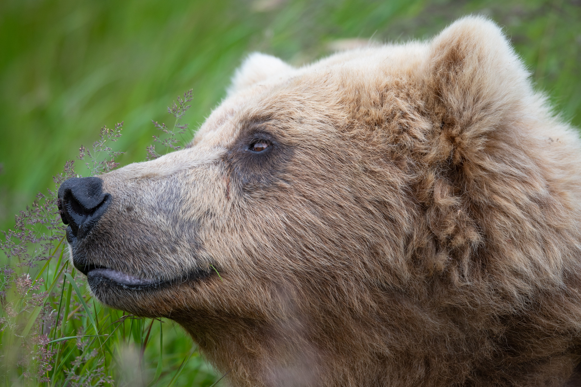 Brown Bear Reflections