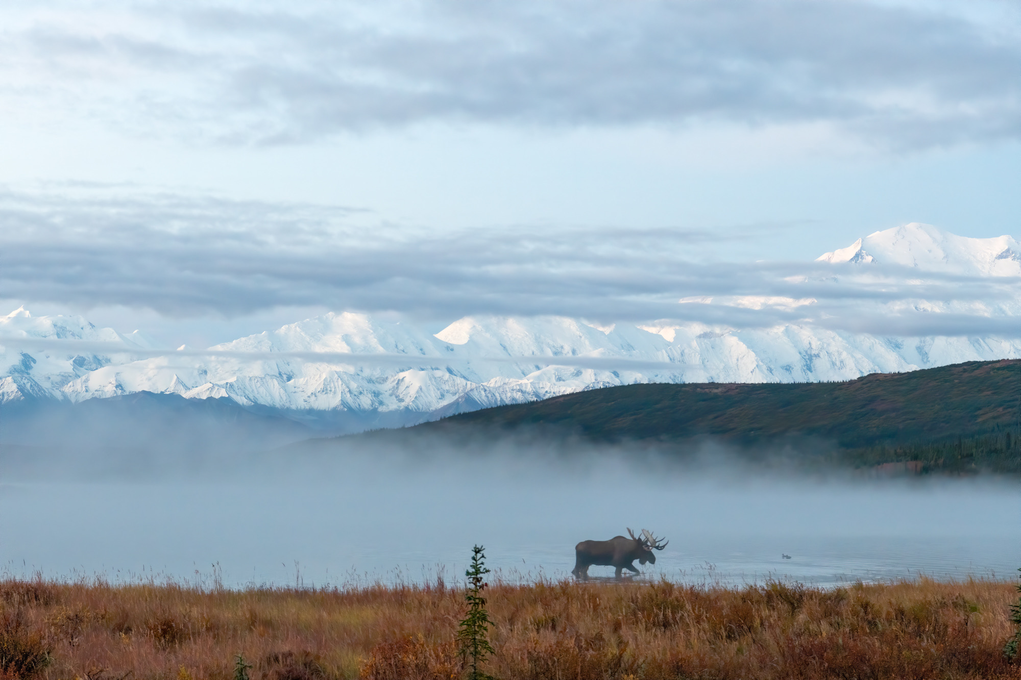 Denali Dreaming