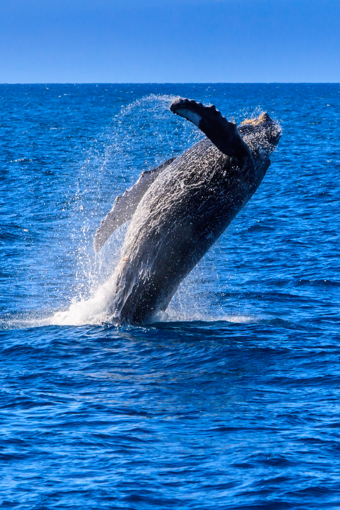 Whale Breaching