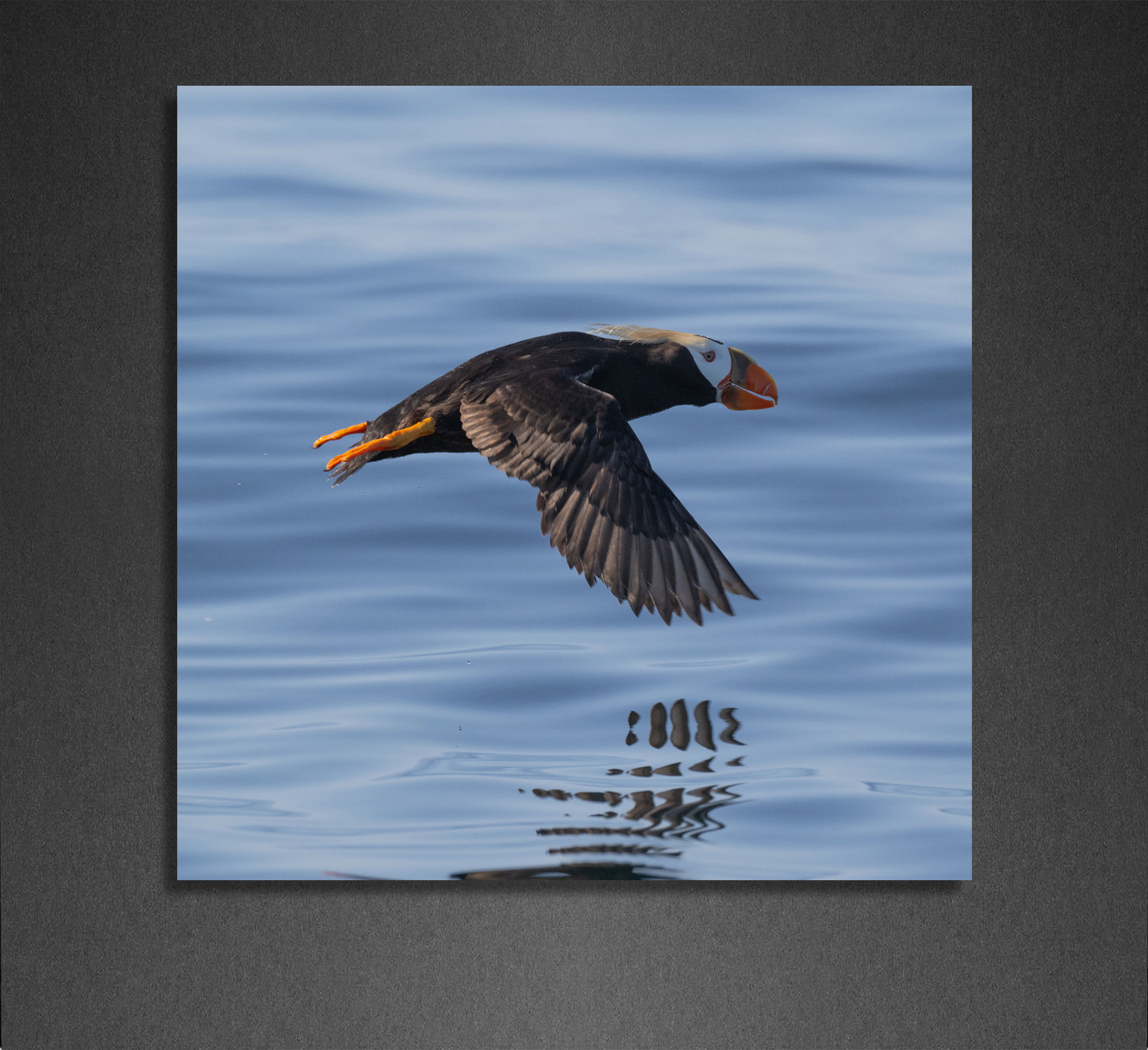 Flying Tufted Puffin