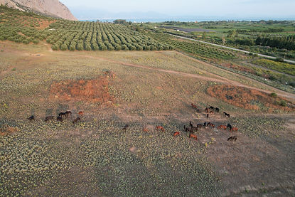 DJI_0436.JPG