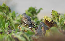 DSCN1064 - DB.JPG