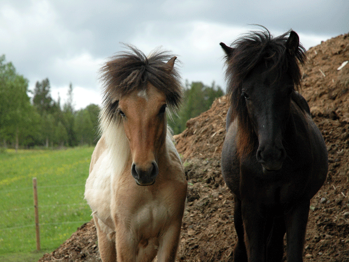 Unghestskue hos Meråkerfjell Ridesenter lørdag 19.oktober!