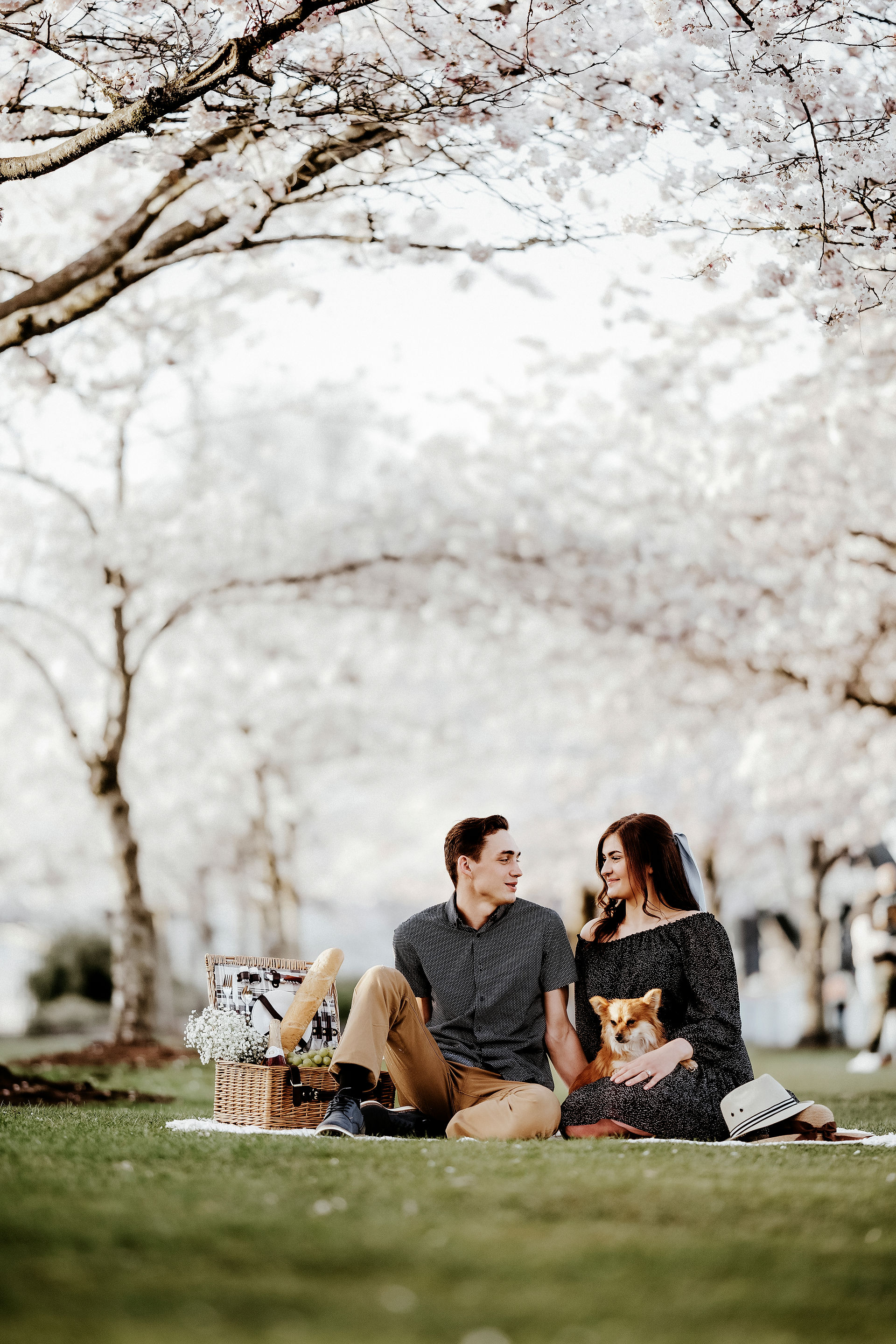 A dreamy cherry blossom wonderland