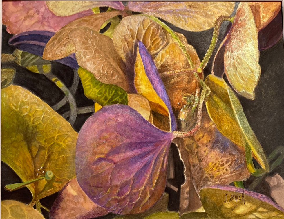 Joanna Burch-What Remains of the Hydrangia Buds-watercolor- 11x14 original - Copy
