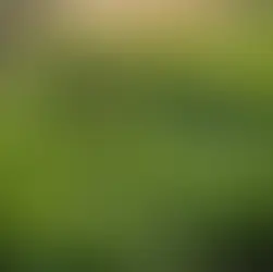 Organic Certifications: Parkii Products' Uncompromising Commitment to Purity and Safety