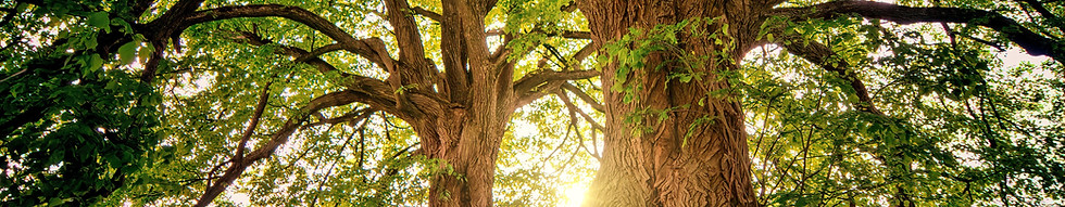 jplenio-trees-3822149.jpg