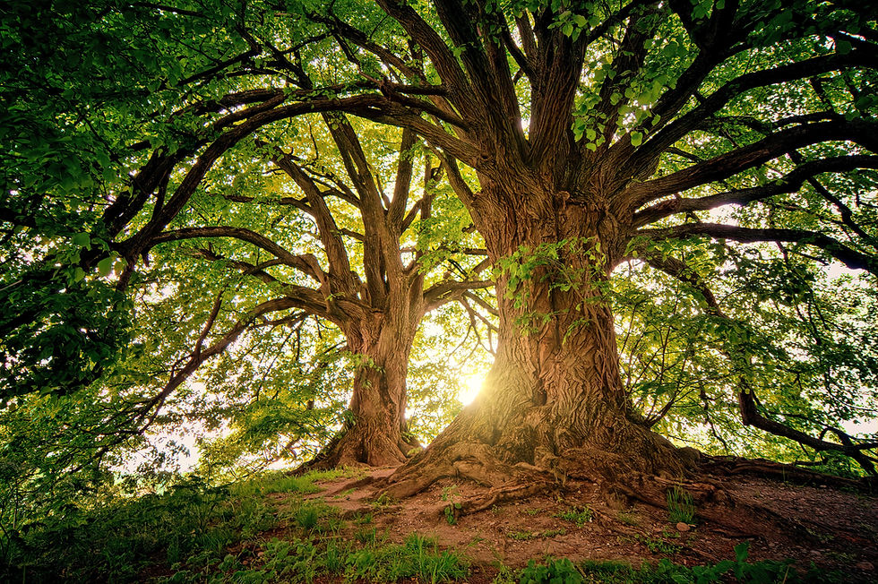jplenio-trees-3822149.jpg