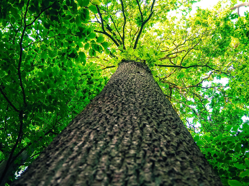 tbit-tree-trunk-946325.jpg