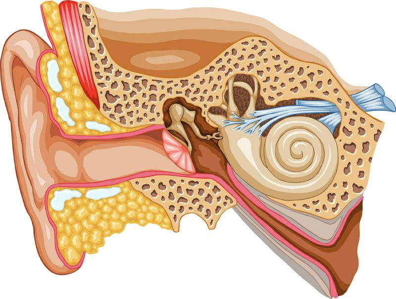 diagram of inner ear