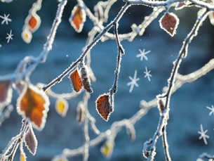 Leaves with frost