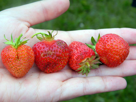 Fresas pequeñas o deformes