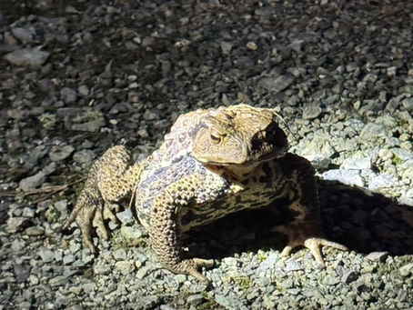 ごとんべいことヒキガエル
