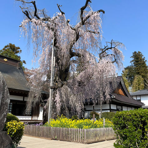 樋口一葉ゆかりの地で感じる春 慈雲寺の一本桜と癒やしの時間